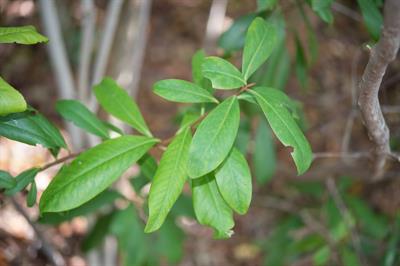 Ardisia escallonoide