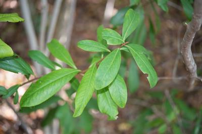 Ardisia escallonoide