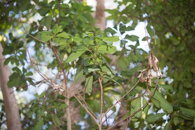 Ardisia escallonoide