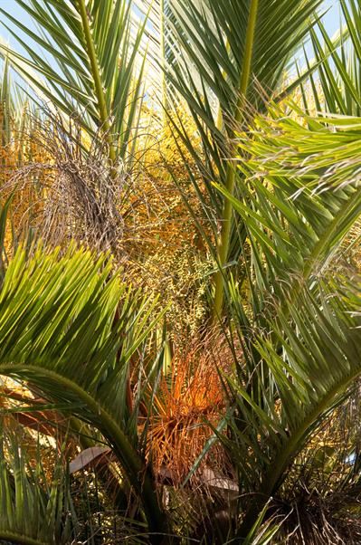 Arecaceae