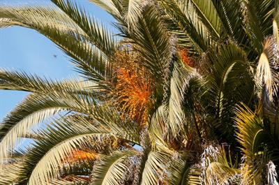 Arecaceae