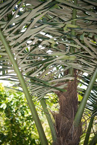 Arenga pinnata