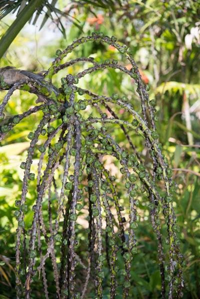Sugar Palm
