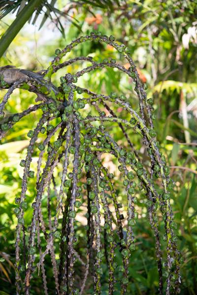 Arenga pinnata
