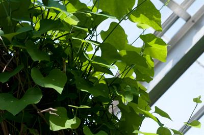 Aristolochia gigante