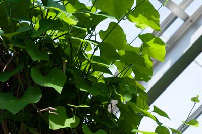Aristolochia gigant