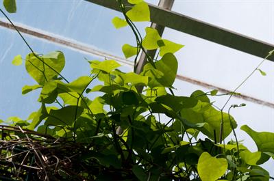 Aristolochia gigante
