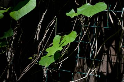 Aristolochia tomento