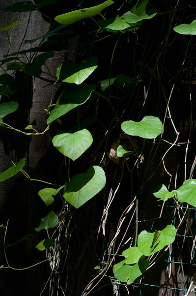 Aristolochia tomento