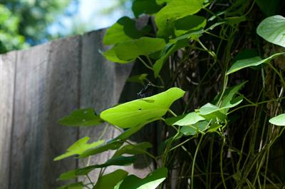 آریستولوکیا پشمالو (پیچ لوله‌ای پشمالو)