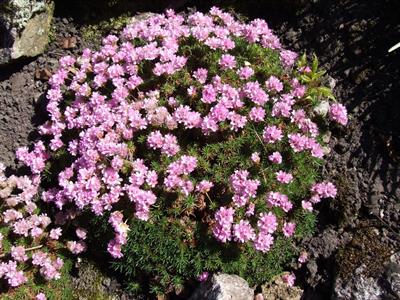 Armeria
