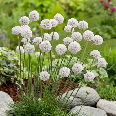 Armeria