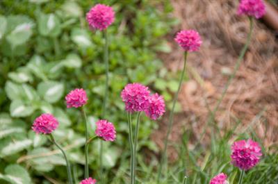 Armeria maritima