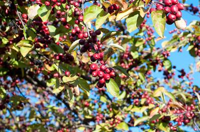 Aronia arbutifolia