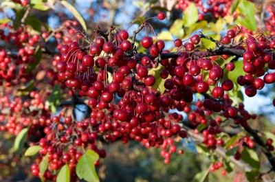 Chokeberry