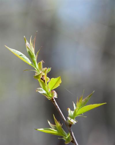 Aronia arbutifolia - آرونیا قرمز