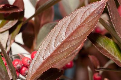 Aronia arbutifolia