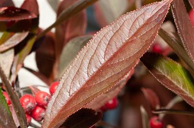 انگورک گلوگیر سرخ