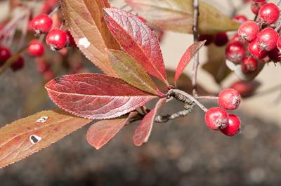 red chokeberry
