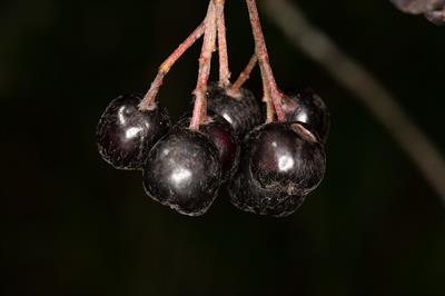 Aronia melanocarpa