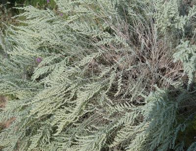  Artemisia filifolia