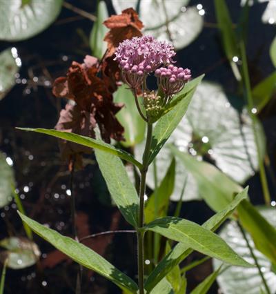 Asclepias incarnata