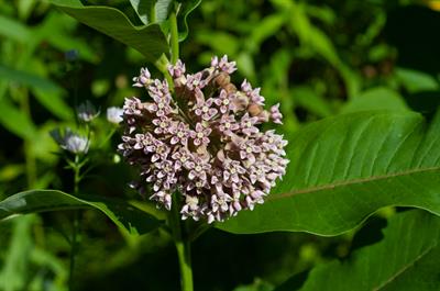 Asclepias syriaca