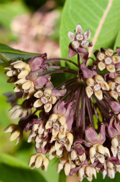 Asclepias syriaca