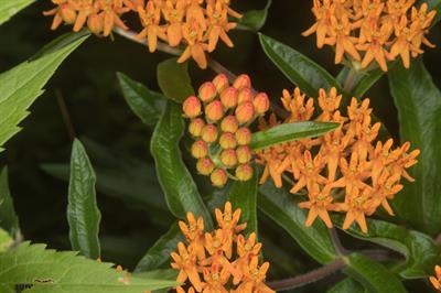 Asclepias tuberosa