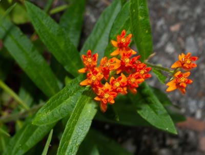 Asclepias tuberosa