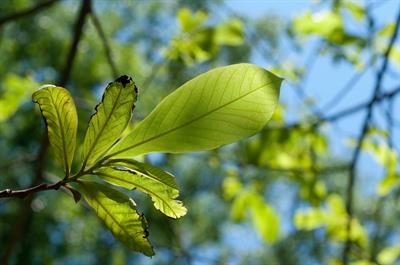 Asimina triloba