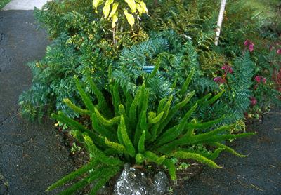 Asparagus densifloru