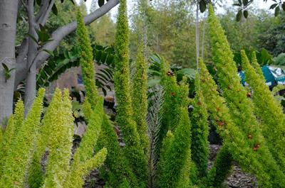 مارچوبه زینتی