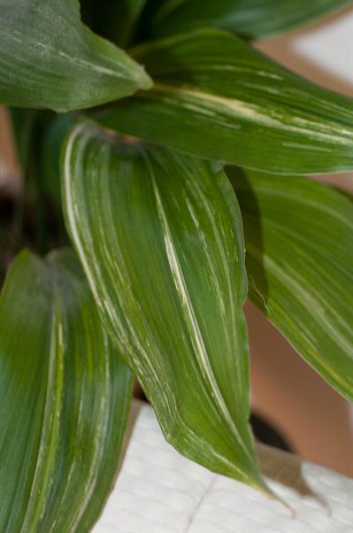Aspidistra elatior