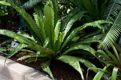 Asplenium nidus