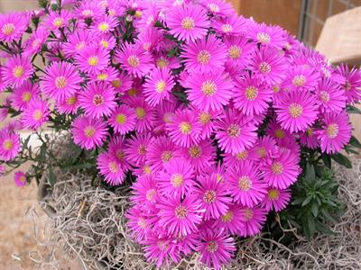 Aster