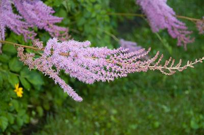 Astilbe chinensis