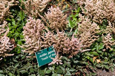 Astilbe japonica - آستیلب