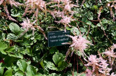 Astilbe simplicifoli