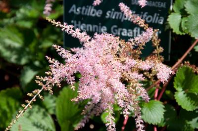 Astilbe simplicifoli