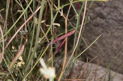 Astragalus convallar
