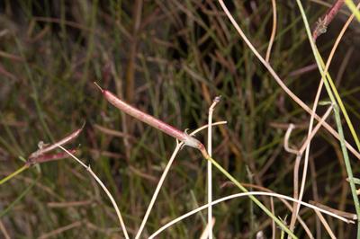 Astragalus convalla