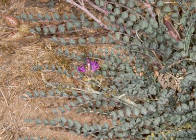 Astragalus whitneyi A. Gray