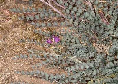 Balloon-pod milk-vetch