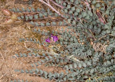 balloon milk-vetch