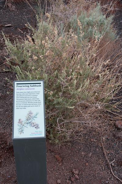 Atriplex canescens