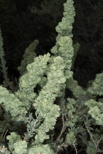 Atriplex canescens