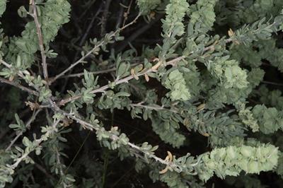 سالت‌باش چهاربال (گز شور بیابانی)