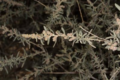 Atriplex confertifol