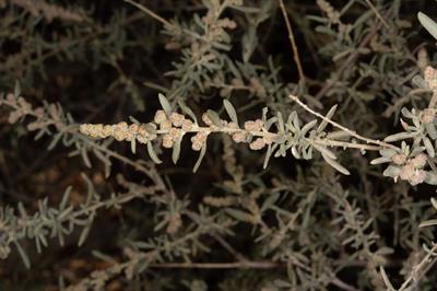 Atriplex confertifol